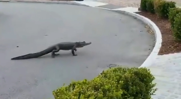 Alligatore vaga indisturbato per le strade deserte nei giorni del Coronavirus