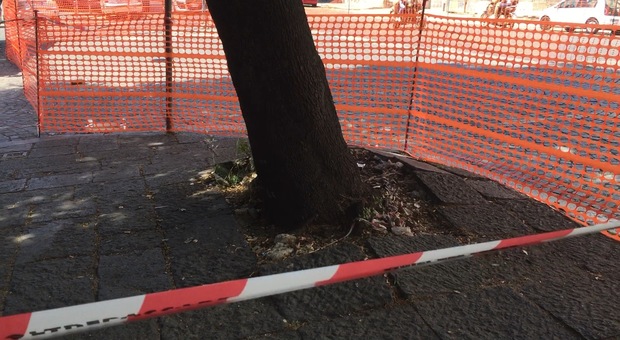 Via Foria, albero a rischio crollo: intervengono i vigili del fuoco