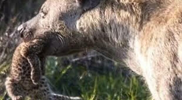 Documentato il momento in cui una iena ruba un cucciolo di leopardo - VIDEO