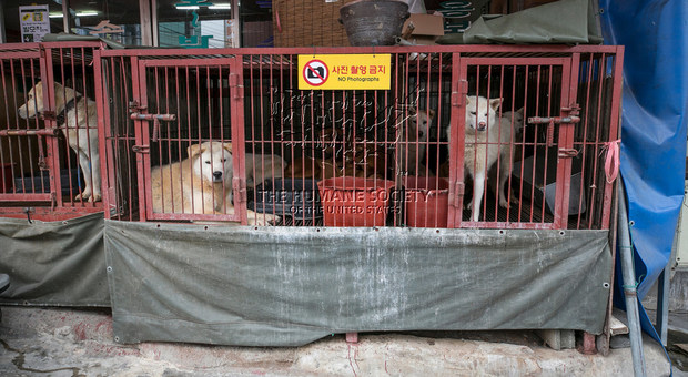 Corea del Sud, chiude il mercato di Busan: 85 cani salvati dalla macellazione