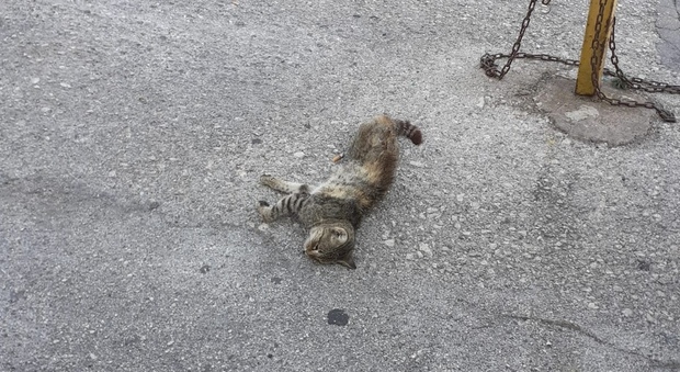 Una gattina martoriata, un'altra morta in un sacchetto: allarme a Torre del Greco
