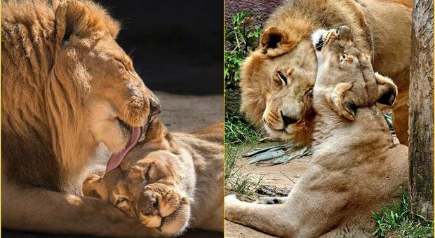 Coppia di leoni Zoo uccisi dallo zoo: «L'uno non sarebbe sopravvissuto alla morte dell'altra»