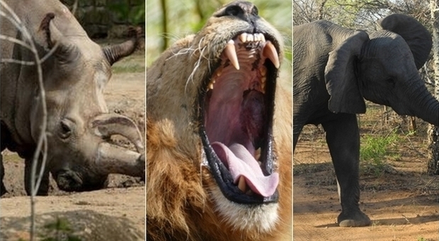 Bracconiere a caccia di rinoceronti viene ucciso da elefante e sbranato dai leoni