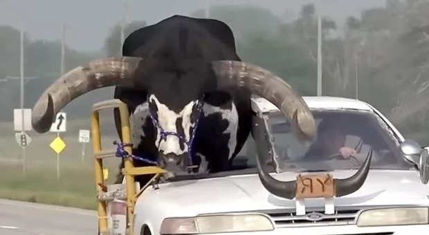 Al volante in auto con un toro al posto del passeggero. Il poliziotto: «Lo riporti a casa» FOTO