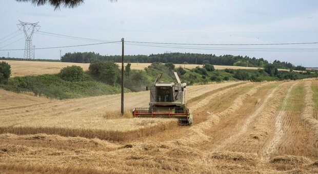 Troppo caldo, ora gli agricoltori "corrono" a mietere il grano