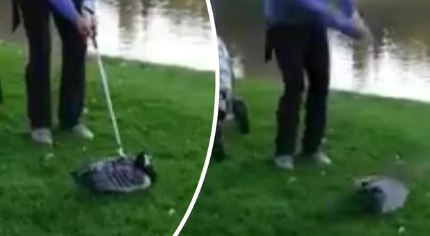 Il golfista uccide un'anatra con la mazza sul green, ora è caccia all'uomo: le immagini choc
