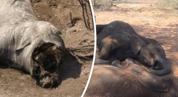 Strage in Africa, almeno 87 elefanti uccisi dai bracconieri: «Ora hanno campo libero»