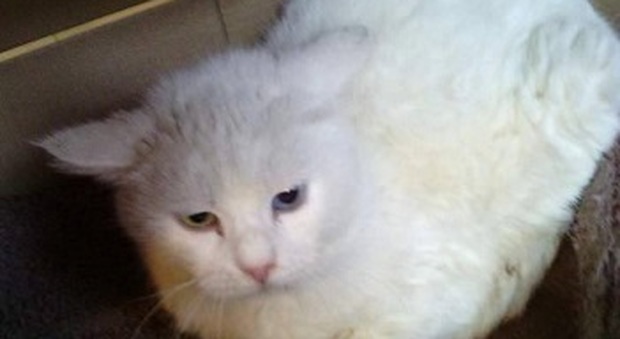 Clara, trovata a Lonigo, è una gatta con gli occhi di 2 colori