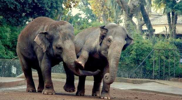 Gli elefanti del bioparco di Roma
