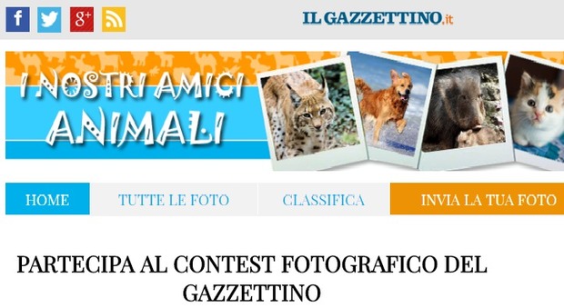 I "nostri Amici Animali", il nuovo contest fotografico del Gazzettino: ecco regolamento e premi in palio