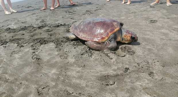 La tartaruga sulla spiaggia di Campo di Mare
