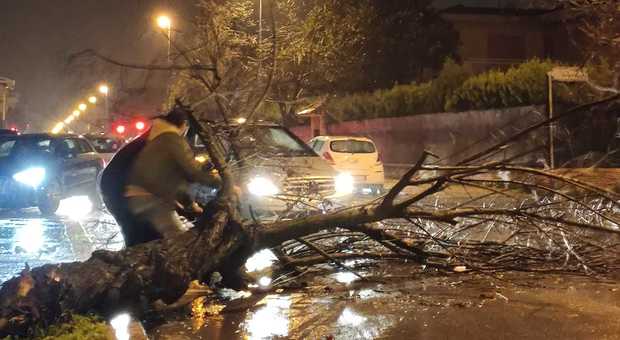 Forte vento a Latina, cade un albero in via Aprilia: gli automobilisti scendono dalle auto e rimuovono il tronco a mano
