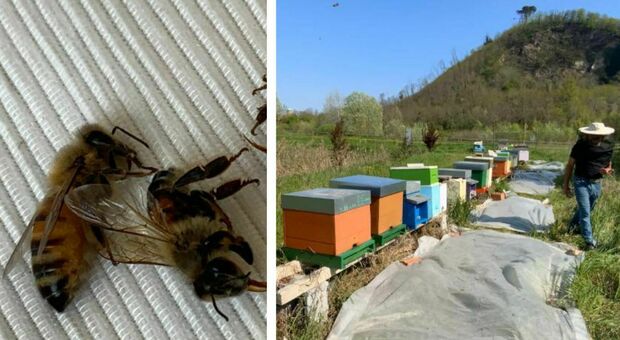 Montegrotto, api avvelenate