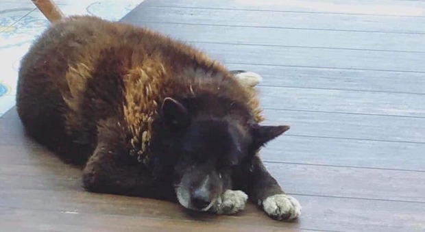 Un'aiuola per Nerone, il cane simbolo di Bacoli: sul web migliaia di messaggi d'affetto