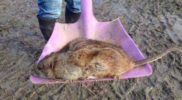 Il ratto gigante trovato a Gravesend, Inghilterra