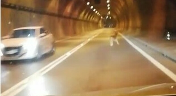 A bocca aperta: un cerbiatto avvistato mentre percorre a gran velocità la galleria San Martino