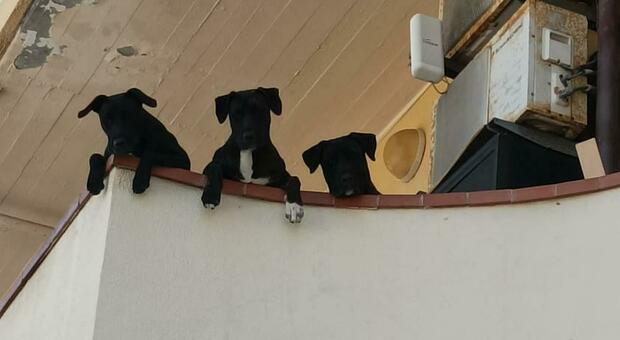 I cani affacciati al balcone diventano l'attrazione di Alba Adriatica