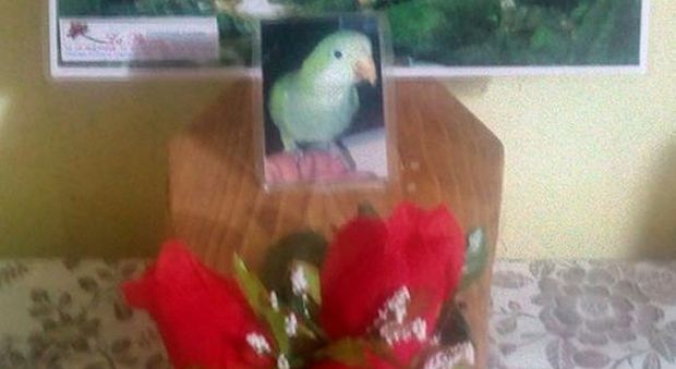 Fiori, manifesti e funerale in chiesa per la pappagallina morta
