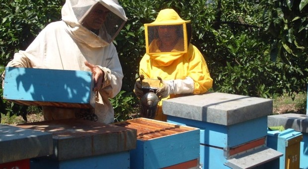 Il maltempo distrugge gli alveari: produzione di miele in forte calo