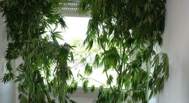 Due delle quattro piante di marijuana sequestrate dalla Polizia