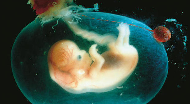 Embrioni con tre genitori in Gran Bretagna