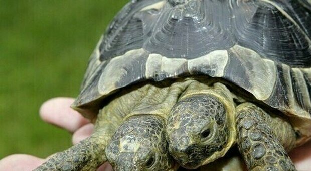 Janus la tartaruga a due teste compie 25 anni: le sue giornate tra insalate biologiche, massaggi e bagni nel tè verde