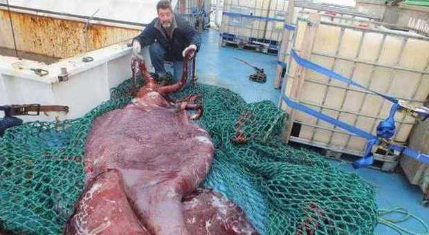 Calamaro gigante di 350 kg pescato in Antartide, ​l'autopsia rivela: "Aveva tre cuori"