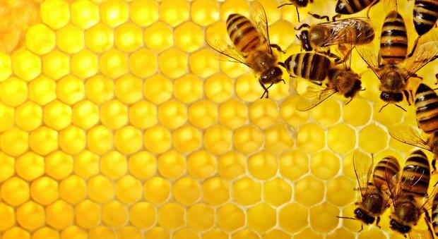 Le api europee avvelenate da almeno 57 pesticidi diversi