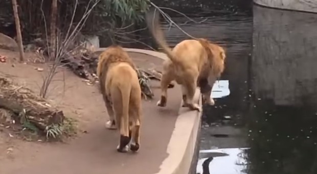 Il leone è il re dello zoo, ma fa una figuraccia davanti a tutti i visitatori