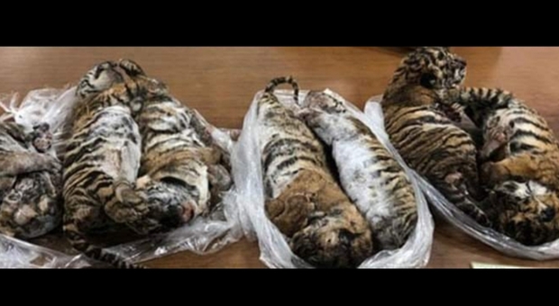 Le sette tigri congelate sequestrate ad una gang di Hanoi. (immagine pubblicata da VN Express e da CITES)