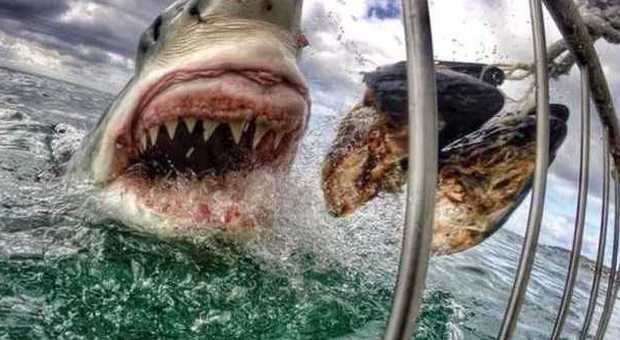 Incontro ravvicinato con lo squalo bianco Le splendide foto conquistano il web