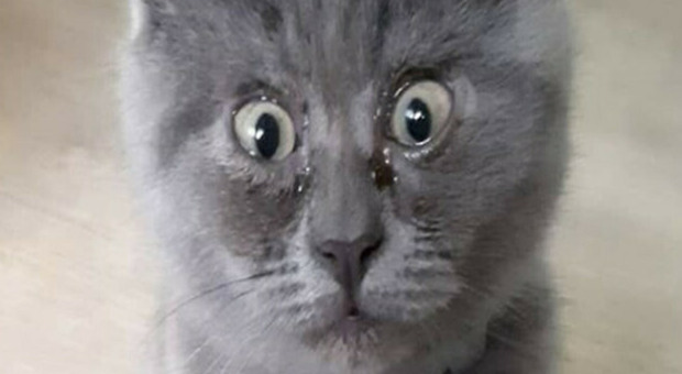 Fedia, il gatto russo che con la sua espressione sempre sorpresa ha fatto innamorare il Web