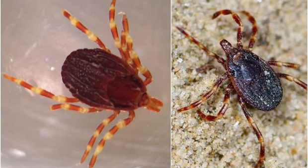 Zecca gigante in Italia, insegue la preda per decine di metri e trasmette  malattie all'uomo: Non esiste una terapia