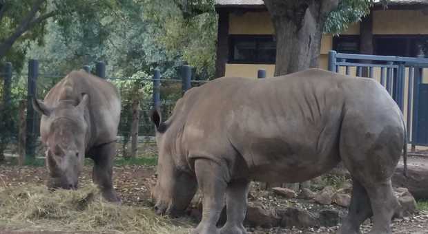 Roma, festa al Bioparco: dopo 20 anni tornano i rinoceronti, ecco Thomas e Kibo
