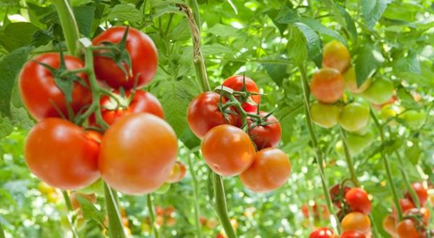 Tomato World, Confagricoltura: rilanciare filiera pomodoro