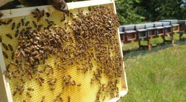 SoS api, Emilia Romagna investe nella loro salvaguardia: si deve loro il 35% della produzione globale di cibo
