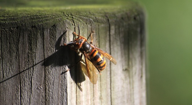 Sciame di vespe attacca i bambini dell'asilo: a una piccola 10 punture in testa (Foto di MH Rhee da Pixabay)