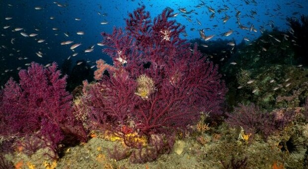 «Blueblitz» a Ischia e Procida, l’area marina protetta riparte dalla biodiversità