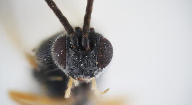 Scoperta la vespa Alien: le sue larve divorano i bruchi dall'interno