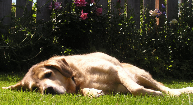 Lasciare il cane solo in giardino è reato: si rischiano multe fino a 2mila euro