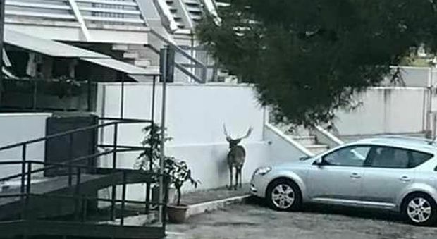 Il cervo avvistato a Borgo Solestà