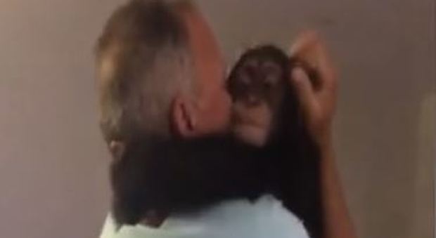 Lo scimpanzé ritrova la coppia che lo aveva salvato, l'incontro è emozionante