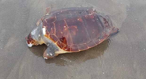 Licola, la strage delle tartarughe: altra caretta caretta morta sull'arenile