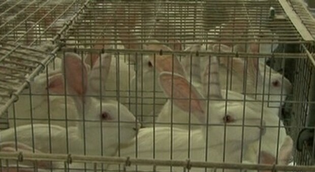 Animali, la Ue chiede di vietare l'uso delle gabbie negli allevamenti