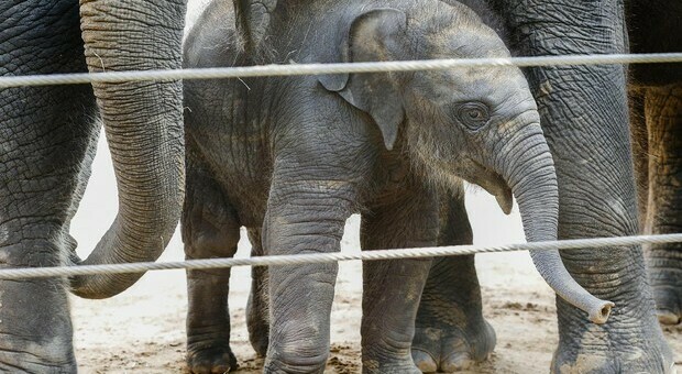 Elefantesse nate senza zanne per sopravvivere ai bracconieri: la mutazione genetica salva la specie