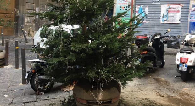 L'albero di Natale in piazzetta san'Anna di Palazzo che una babygang ha provato a rubare