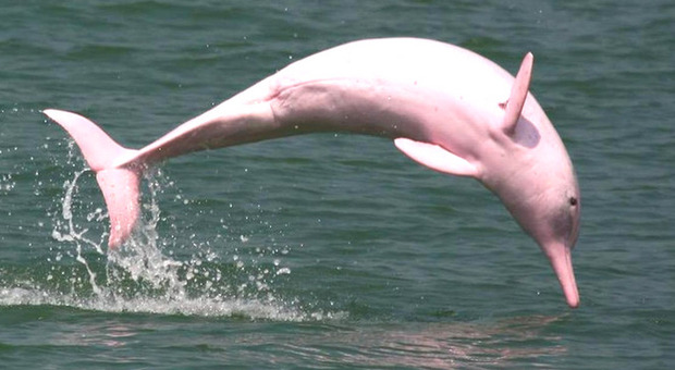 Coronavirus, il rarissimo delfino rosa torna nella baia di Hong Kong grazie al blocco marittimo