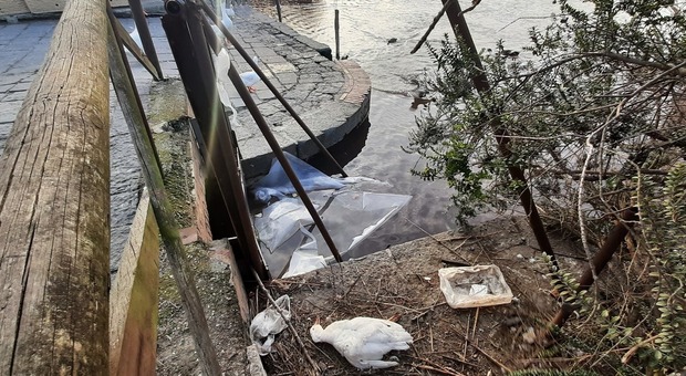Lago d'Averno, proliferano le alghe "rosse": morta un'anatra comune