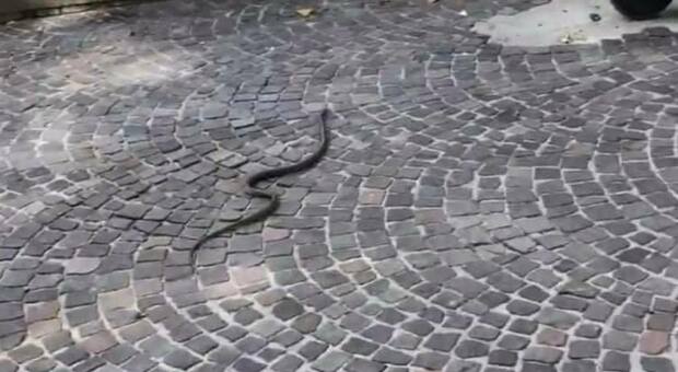 Degrado a Napoli, nella villa comunale spunta un serpente