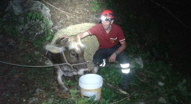 Scivola nel dirupo per 30 metri: mucca vegliata per tutta la notte